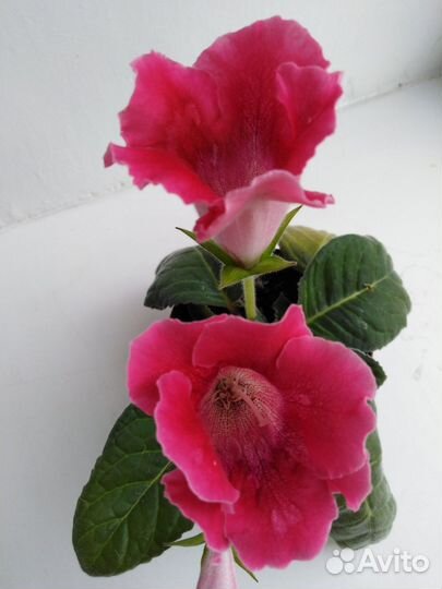 Глоксинии листья