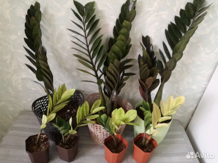 Замиокулькас черный и вариегатный Аглаонемы Алоказ