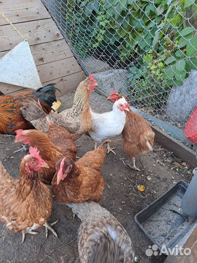 Куры и петух
