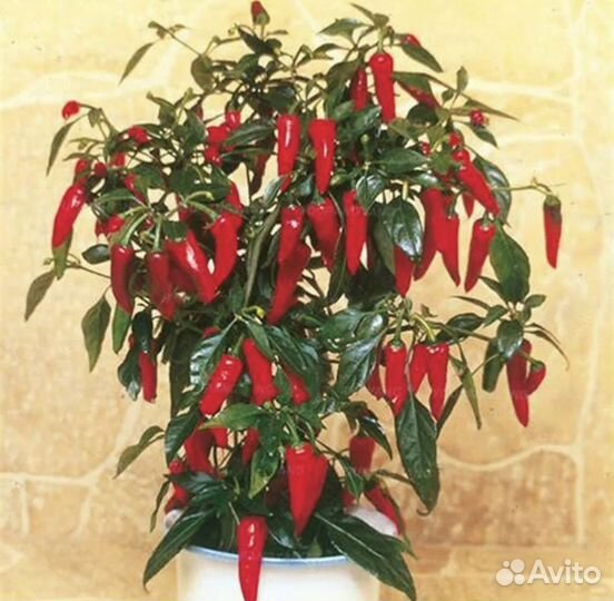 Перчик декоративный острый