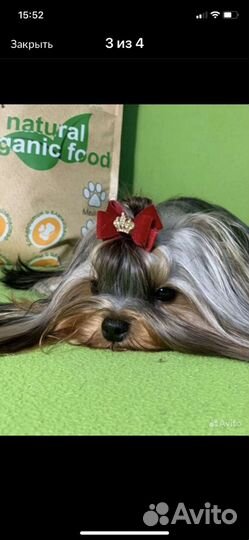 Йоркширский терьер щенки мини и стандарт