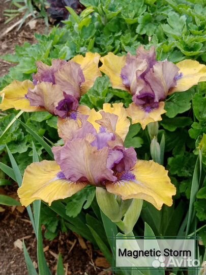 Ирисы карликовые