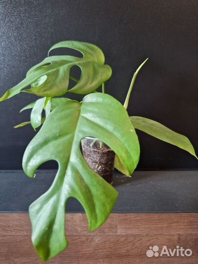 Рафидофора