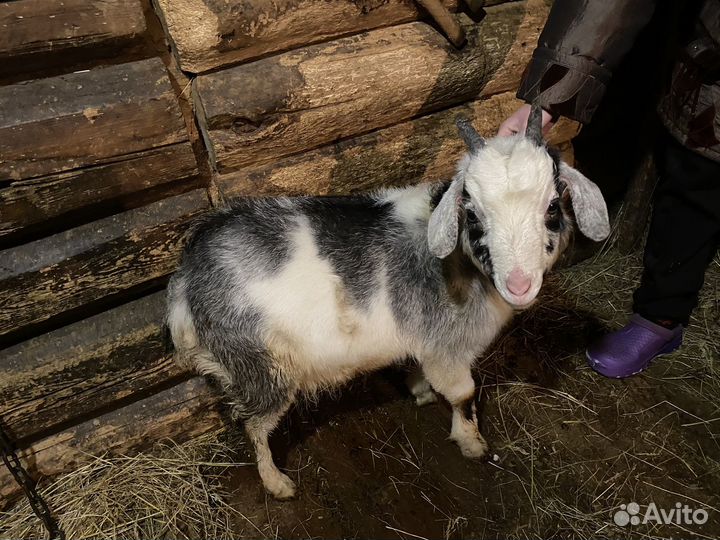 Продаю коз и козлят