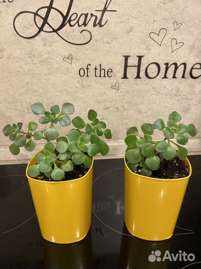 Аихризон (дерево любви)