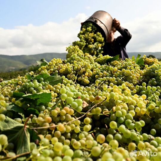 Виноград технических сортов