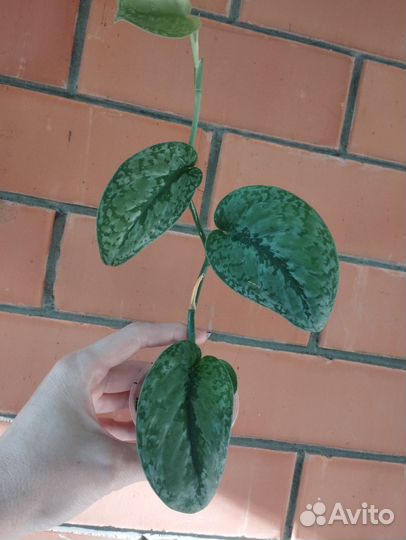 Эпипрениум Сильвер сплеш