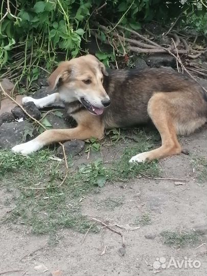 В добрые руки