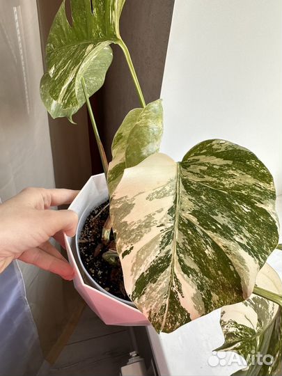 Монстера Альба