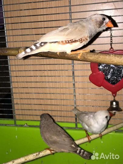 Птенцы амадины зебровые