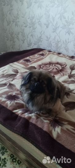 Вязка пекинес