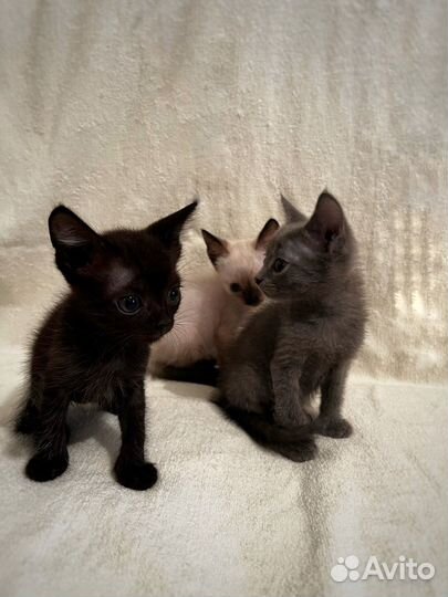 Котятки (2 месяца)