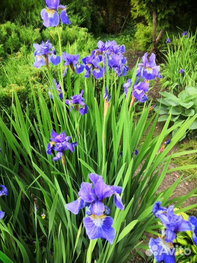 Ирисы бородатые сортовые