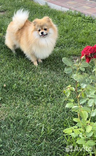 Супер помераночка РКФ в Москве