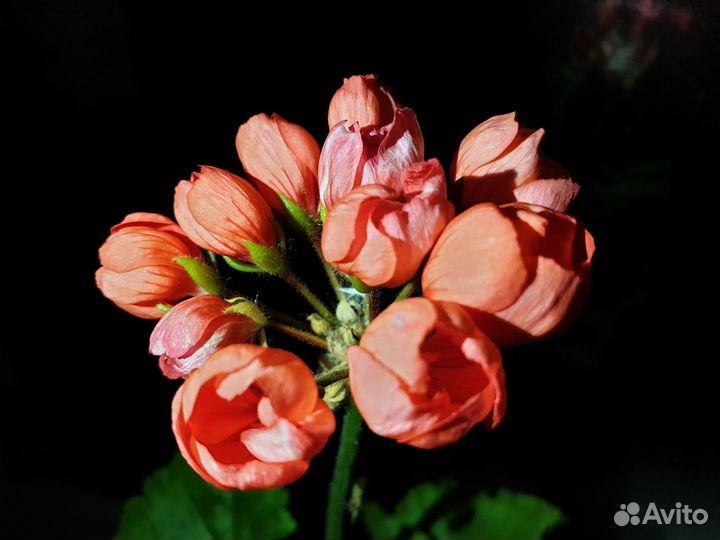 Сортовые пеларгонии,укорененные молодые растения