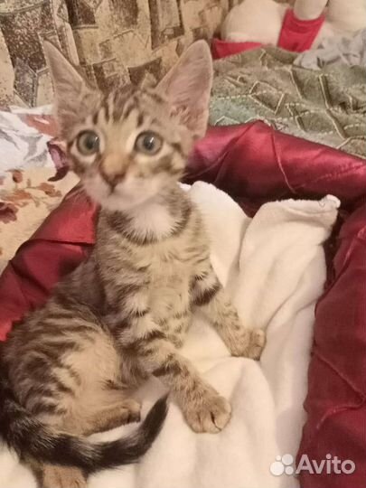 Милые котята