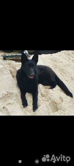 Восточно европейская овчарка черная