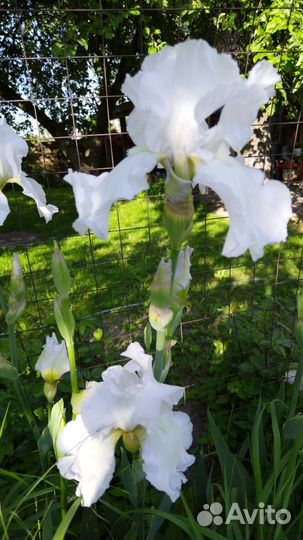 Ирисы бородатые