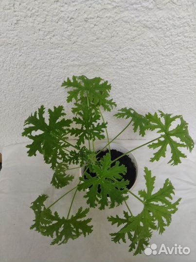 Комнатные растения Лимонник