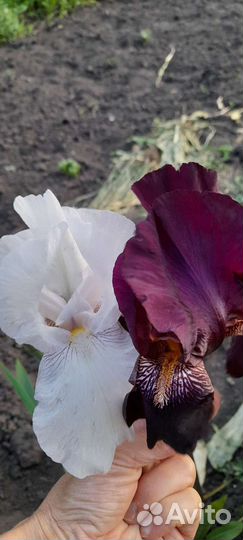 Чеснок,ежевика и многолетние цветы