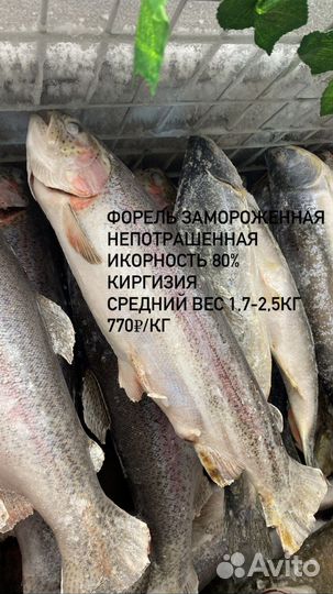 Рыба и морепродукты