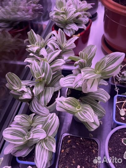 Традесканция