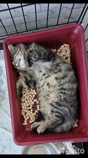 Особенный котенок