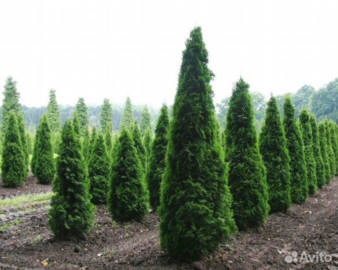 Туи с доставкой