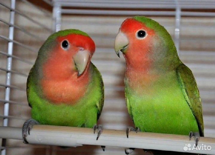 Неразлучники розовощекие