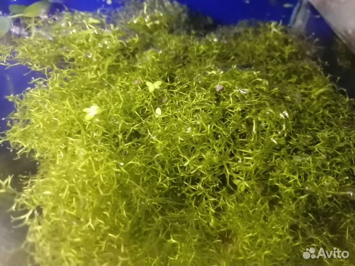 Плавающий мох для аквариума