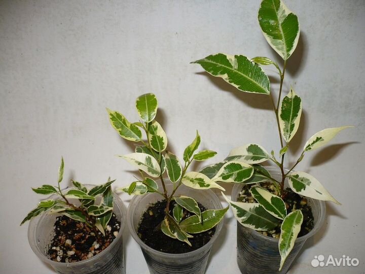 Фикус мелколистные
