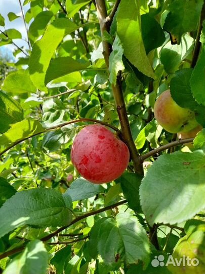 Продам яблоки с погреба