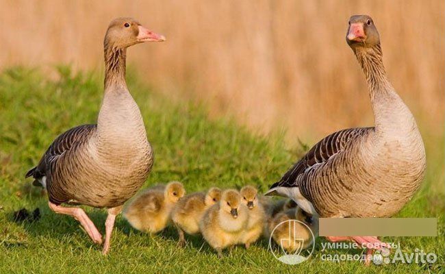 Цыплята.гусята