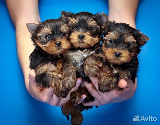 Инструктор по вязке собак мелких и средних пород