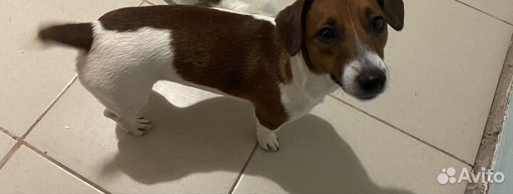 Вязка собак