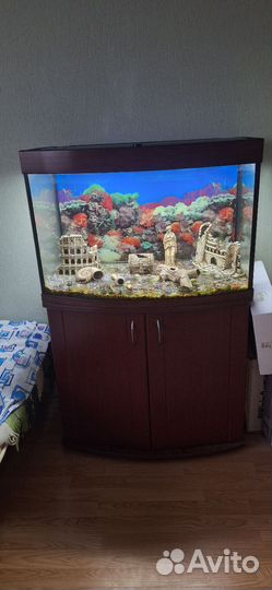 Аквариум комнатный