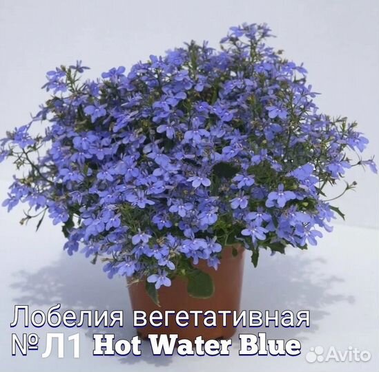 Лобелия вегетативная