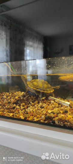 Красноухая черепаха с аквариумом