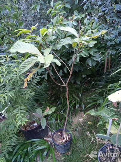 Мушмула японская