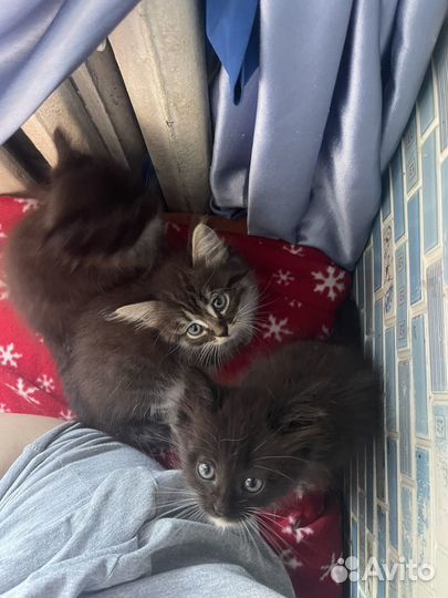 Котята