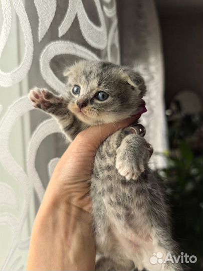 Шотландские вислоухие котята