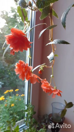 Бегония ампильная