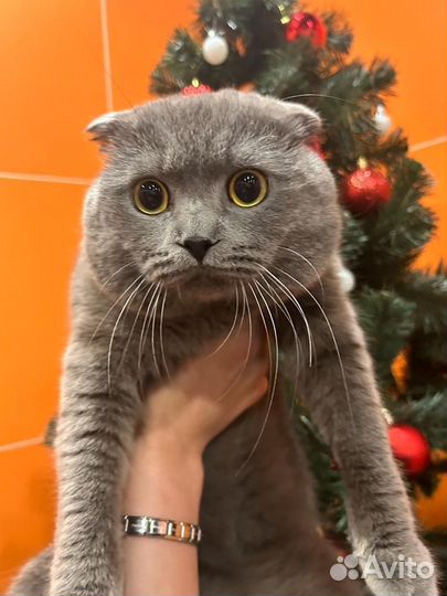 Британский вислоухий