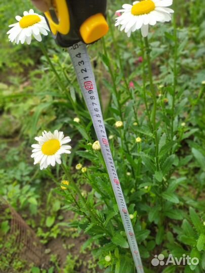 Ромашка белая нивяник кусты