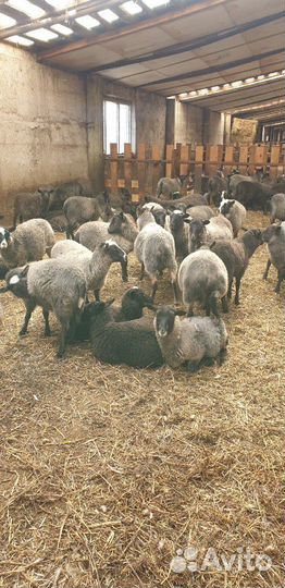 Овцы, бараны, ягнята романовской породы
