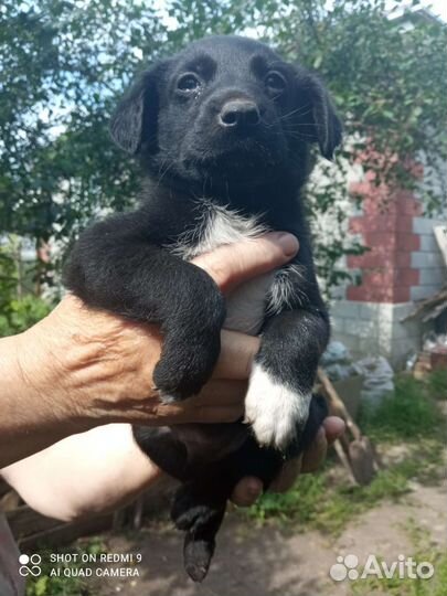 Щеночек в добрые руки