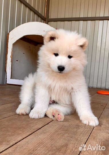 Гостиница для собак