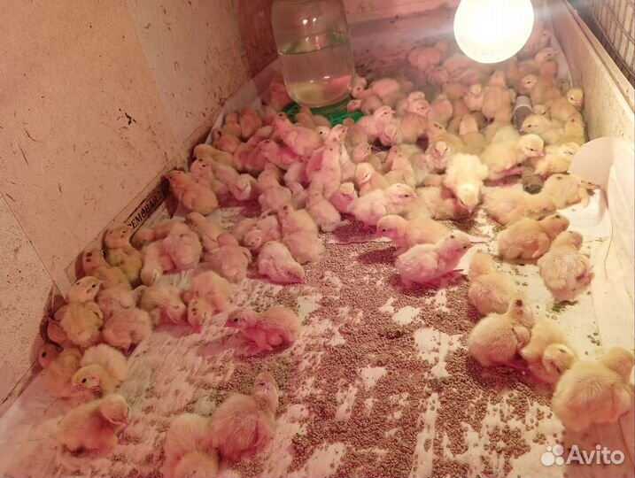 Инкубационное яйцо перепелов