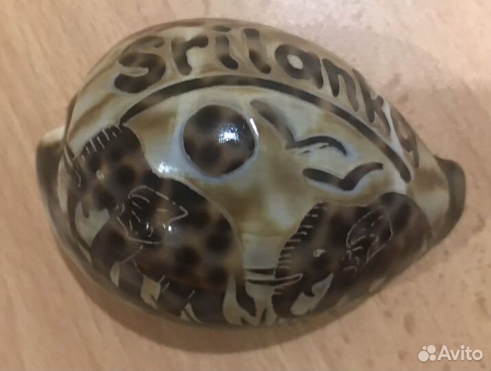 Ракушка большая сувенирная