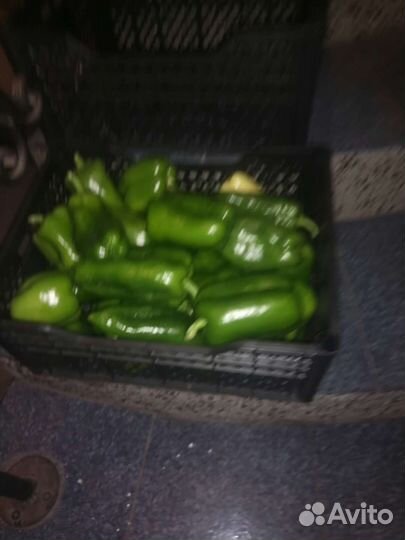 Перец болгарский